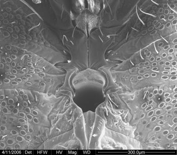 Media type: image;   Invertebrate Zoology 134690